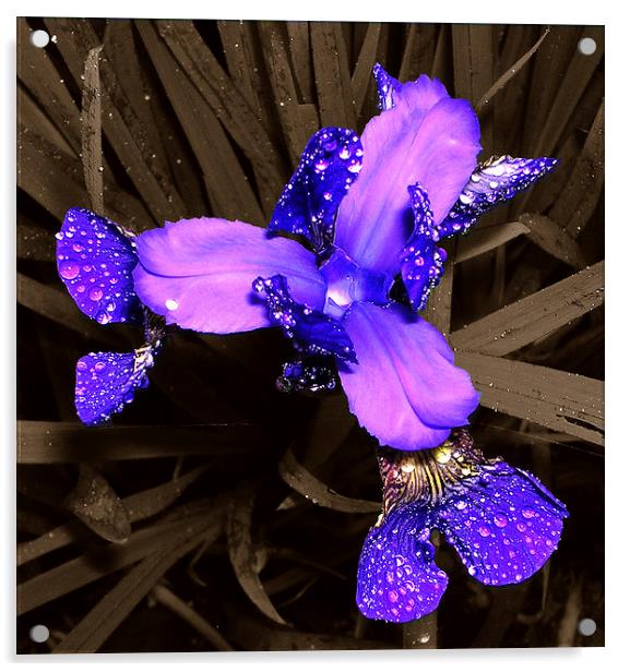 Blue Japanese Iris  Acrylic by james balzano, jr.