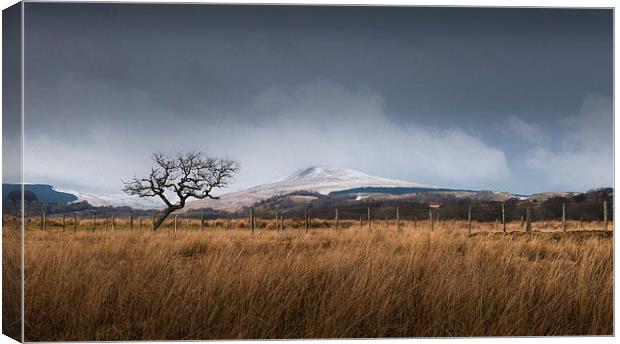  A tree on the Brecon Beacons Canvas Print by Leighton Collins