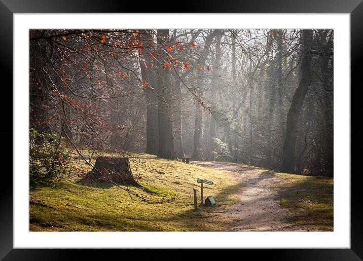  Tree Stump at Fairhaven Gardens Framed Mounted Print by Stephen Mole