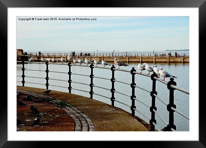 New Brighton seagulls Framed Mounted Print by Frank Irwin