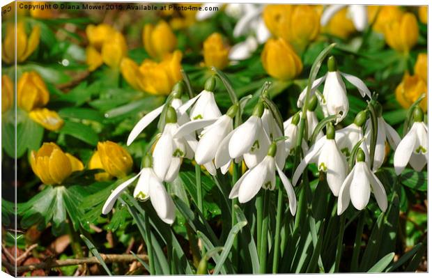 Snowdrops and Aconites Canvas Print by Diana Mower