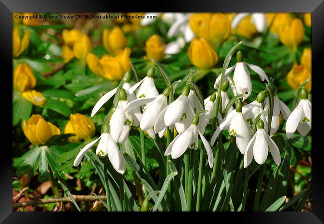  Snowdrops and Aconites Framed Print by Diana Mower