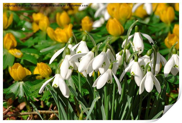  Snowdrops and Aconites Print by Diana Mower