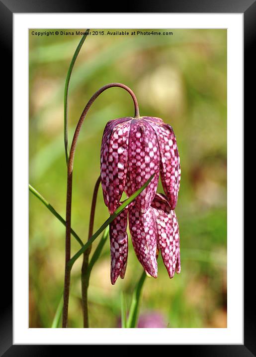  Snakes head fritillary  Framed Mounted Print by Diana Mower