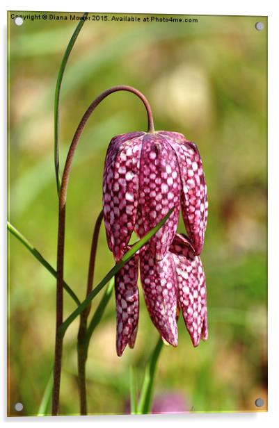  Snakes head fritillary  Acrylic by Diana Mower