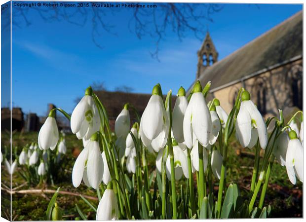  Snowdrops in the church Canvas Print by Robert Gipson