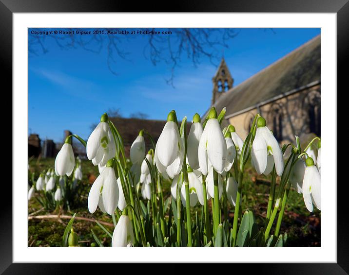  Snowdrops in the church Framed Mounted Print by Robert Gipson