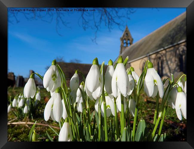  Snowdrops in the church Framed Print by Robert Gipson