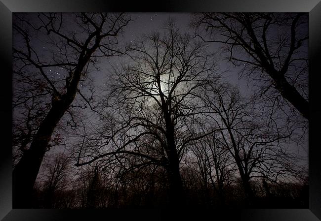  Moonlit Trees Framed Print by Steven McCarron