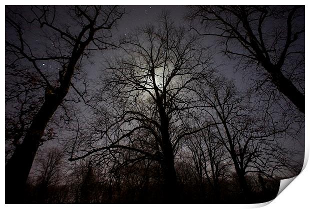  Moonlit Trees Print by Steven McCarron