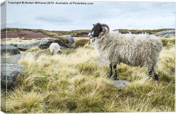 Wild Sheep On Kinder Scout Canvas Print by Martyn Williams