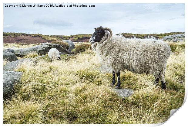 Wild Sheep On Kinder Scout Print by Martyn Williams