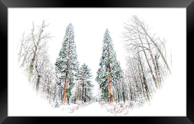  Big Reds in winter in Hampshire's  New Forest.  b Framed Print by JC studios LRPS ARPS