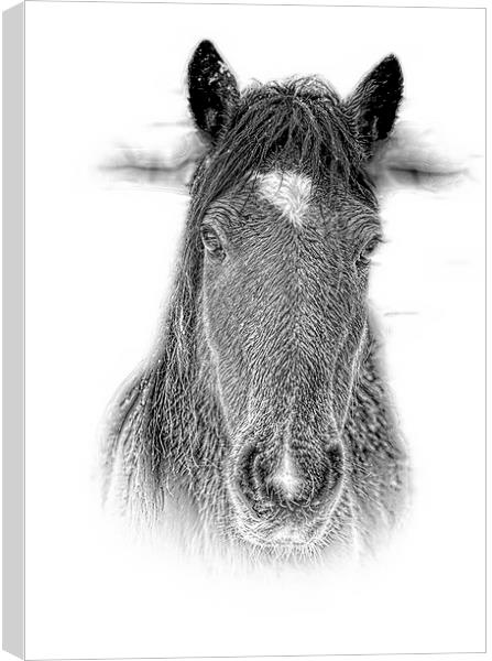  New Forest Pony n pencil by JCstudios 2015 Canvas Print by JC studios LRPS ARPS