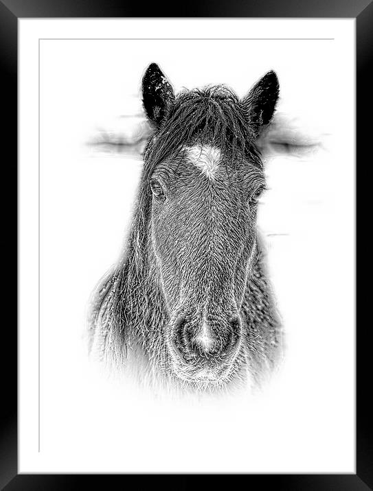  New Forest Pony n pencil by JCstudios 2015 Framed Mounted Print by JC studios LRPS ARPS