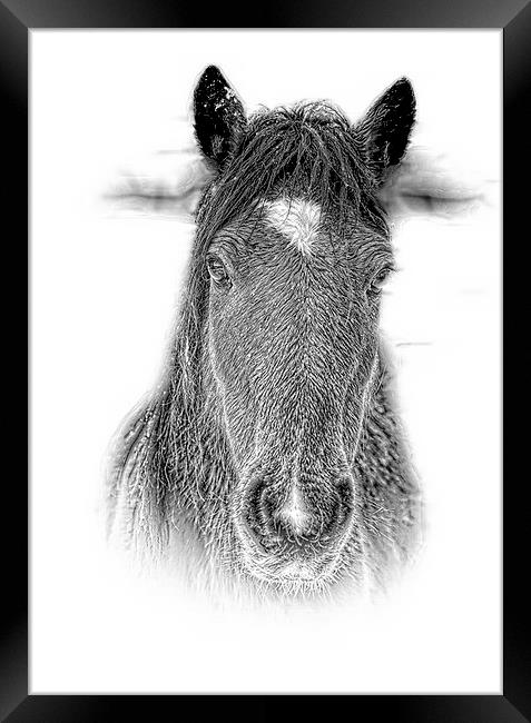  New Forest Pony n pencil by JCstudios 2015 Framed Print by JC studios LRPS ARPS