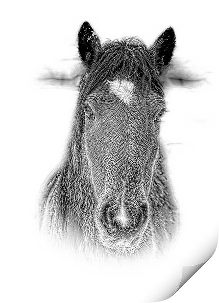  New Forest Pony n pencil by JCstudios 2015 Print by JC studios LRPS ARPS
