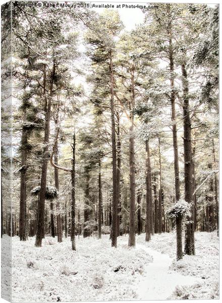 The Winter Forest Canvas Print by Robert Murray