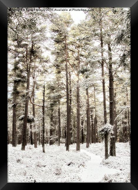 The Winter Forest Framed Print by Robert Murray