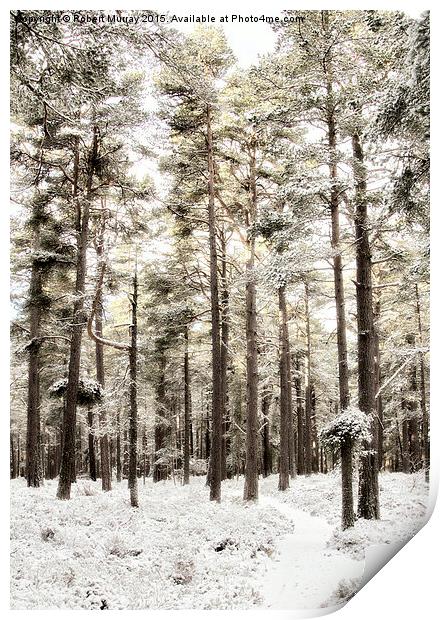  The Winter Forest Print by Robert Murray