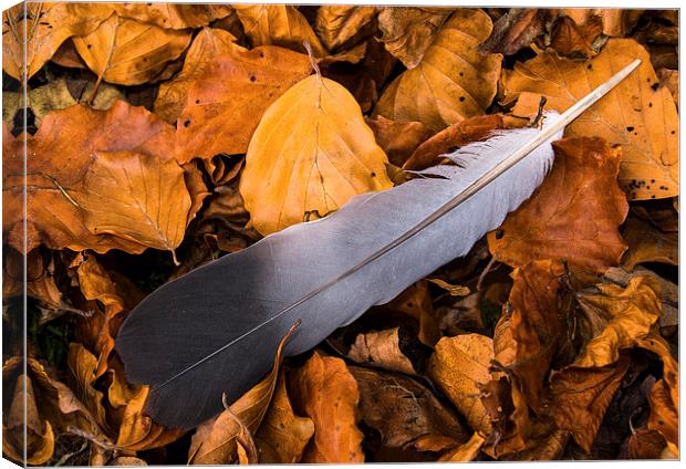  Autumn feather Canvas Print by David Irving