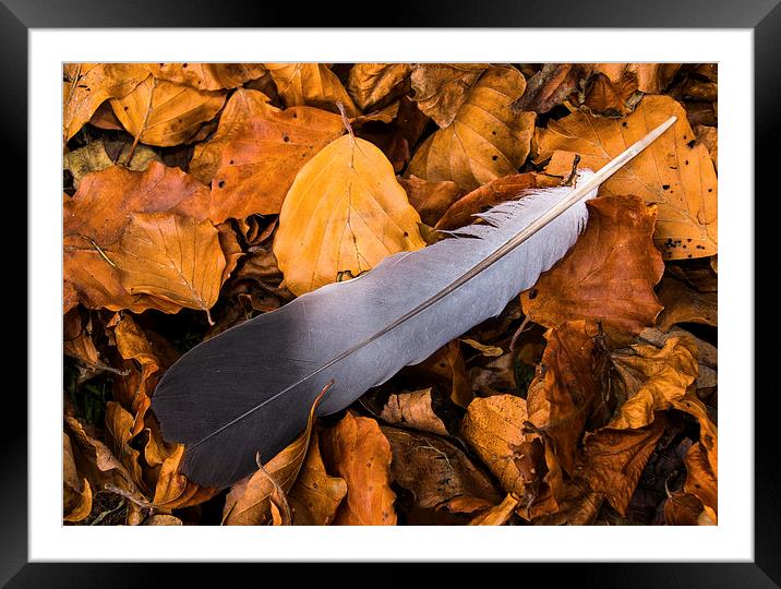  Autumn feather Framed Mounted Print by David Irving