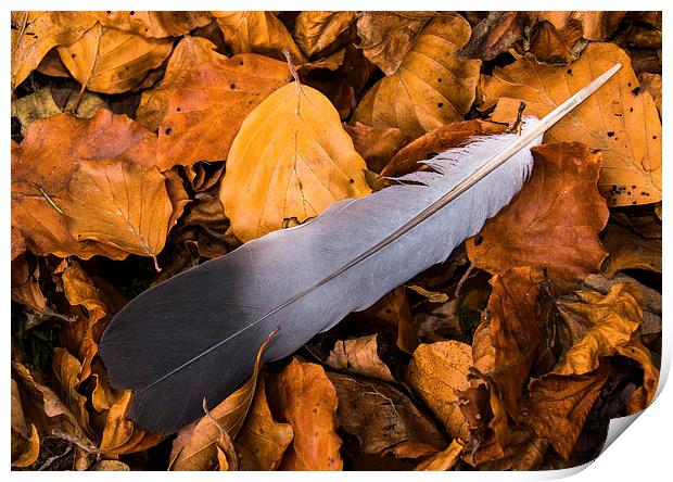  Autumn feather Print by David Irving