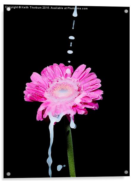 Flowers being watered Acrylic by Keith Thorburn EFIAP/b