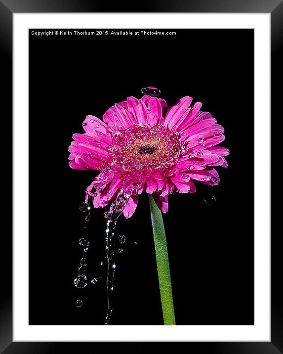 Flowers being watered Framed Mounted Print by Keith Thorburn EFIAP/b