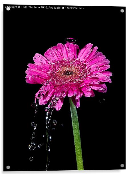 Flowers being watered Acrylic by Keith Thorburn EFIAP/b