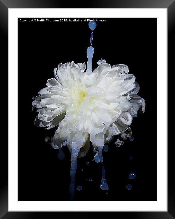 Flowers being watered Framed Mounted Print by Keith Thorburn EFIAP/b