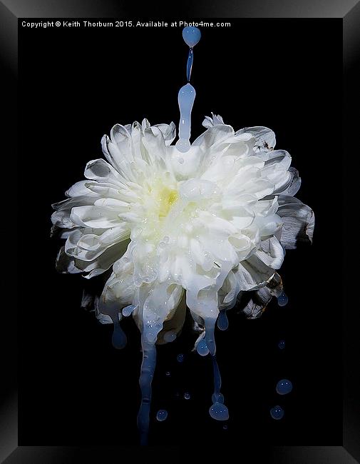 Flowers being watered Framed Print by Keith Thorburn EFIAP/b