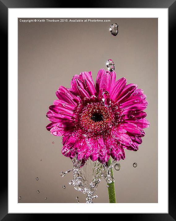  Wet Daisy Framed Mounted Print by Keith Thorburn EFIAP/b