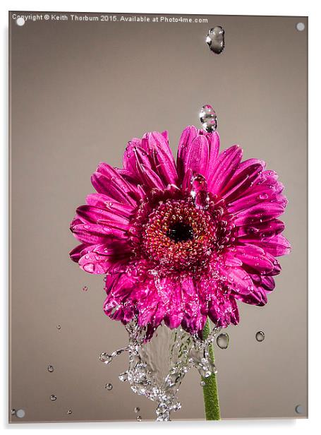  Wet Daisy Acrylic by Keith Thorburn EFIAP/b