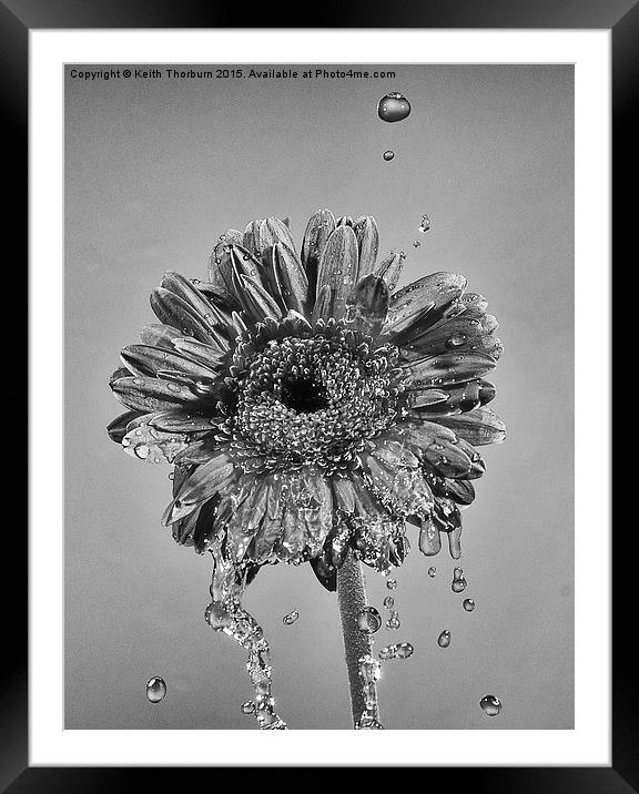 Wet Flowers Framed Mounted Print by Keith Thorburn EFIAP/b