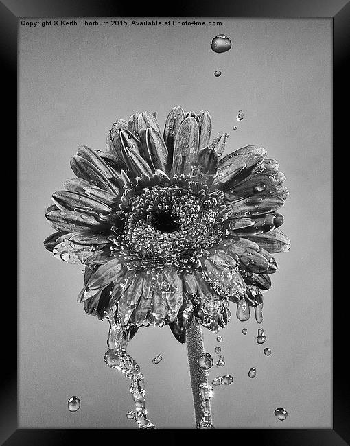 Wet Flowers Framed Print by Keith Thorburn EFIAP/b