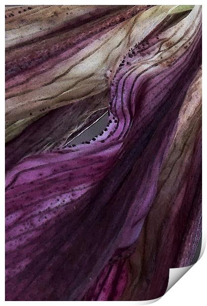  painted purple petals Print by Heather Newton