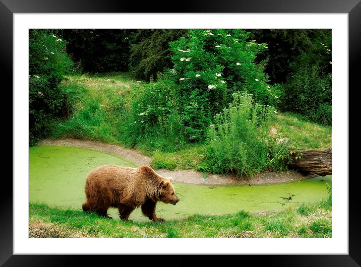  A bear goes for a walk... Framed Mounted Print by Heather Newton