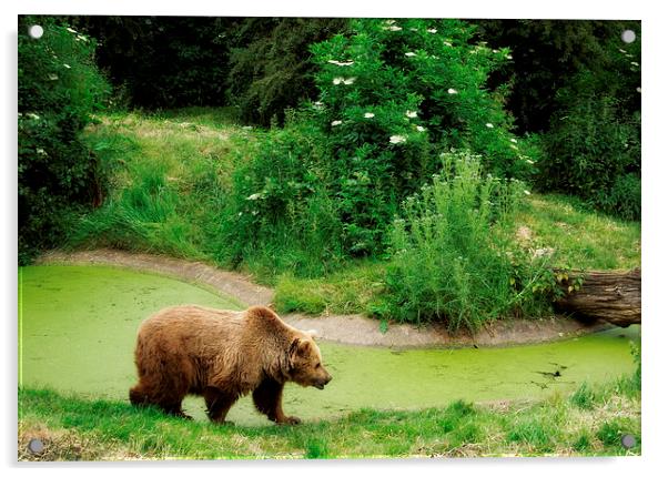  A bear goes for a walk... Acrylic by Heather Newton