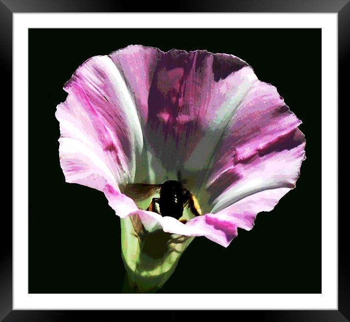 Bee in Flower  Framed Mounted Print by james balzano, jr.
