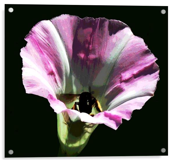 Bee in Flower  Acrylic by james balzano, jr.