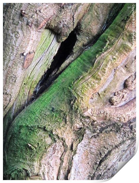  Lovely natural colours of tree bark Print by DEE- Diana Cosford