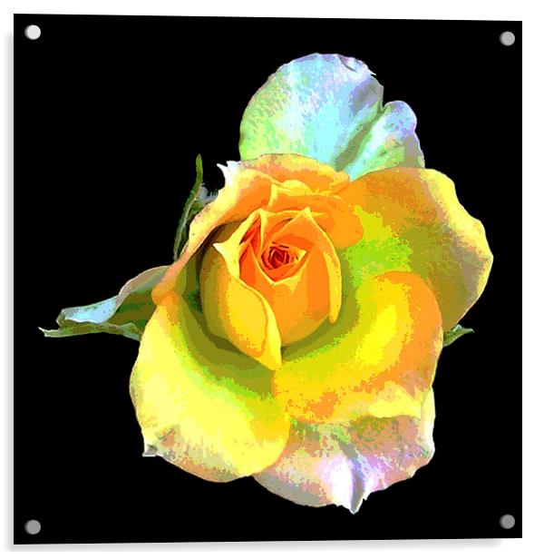 Grand Rose  Acrylic by james balzano, jr.