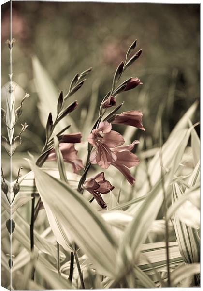 Aged Flowers Canvas Print by Kevin Baxter