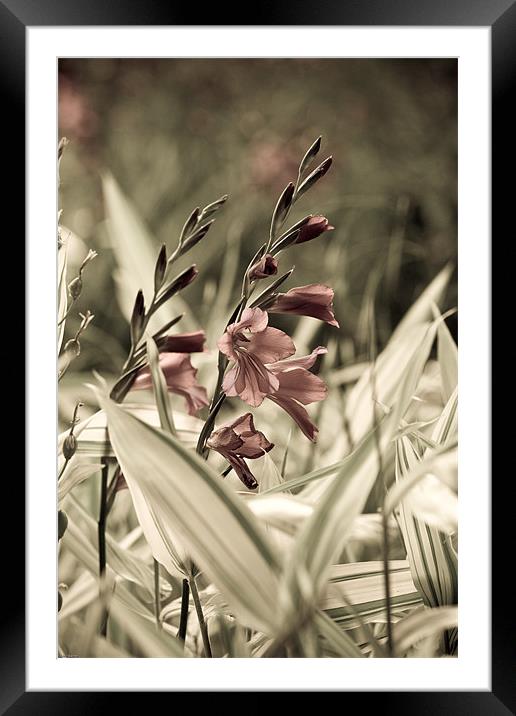 Aged Flowers Framed Mounted Print by Kevin Baxter