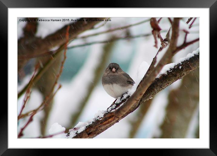  Patient Junco Framed Mounted Print by Rebecca Hansen