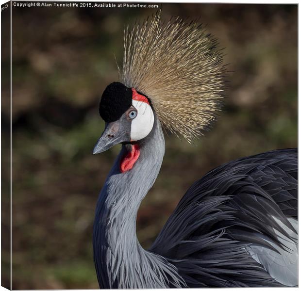  Grey crowned crane Canvas Print by Alan Tunnicliffe