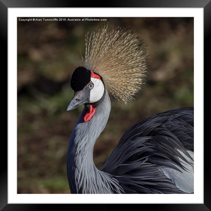  Grey crowned crane Framed Mounted Print by Alan Tunnicliffe