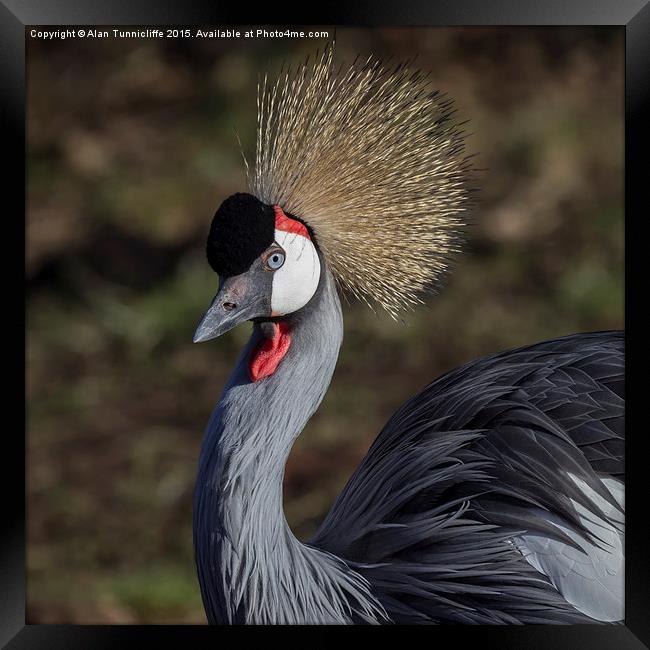  Grey crowned crane Framed Print by Alan Tunnicliffe
