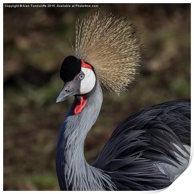  Grey crowned crane Print by Alan Tunnicliffe